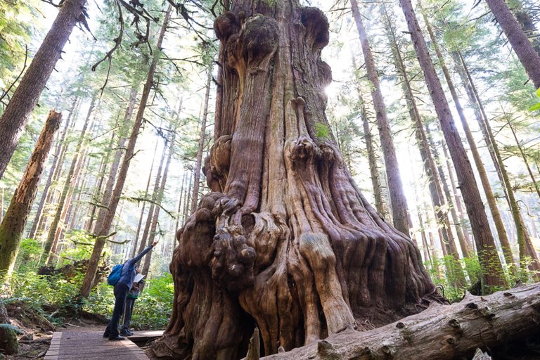 How Forest Bathing Is Helping Urban Canadians De-stress